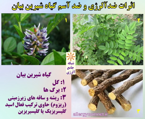 اثرات ضد آلرژی و ضد آسم شیرین بیان- شبکه جامع آلرژی