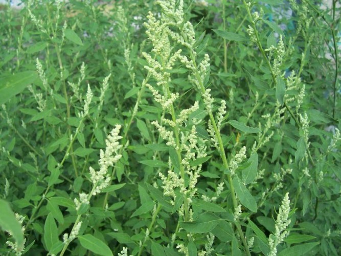گیاه سلمه تره
