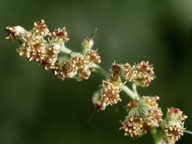 گل گیاه درمنه