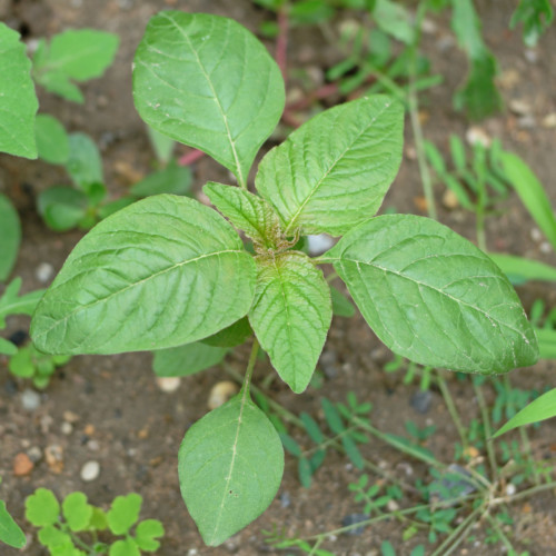 تاج خروس وحشی (گیاه جوان)