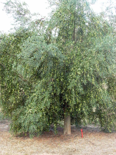 درخت زیتون