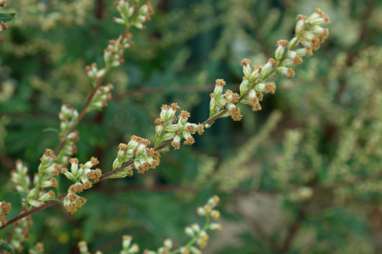 گل گیاه درمنه