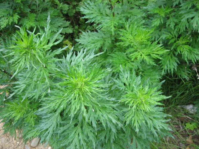 گیاه درمنه