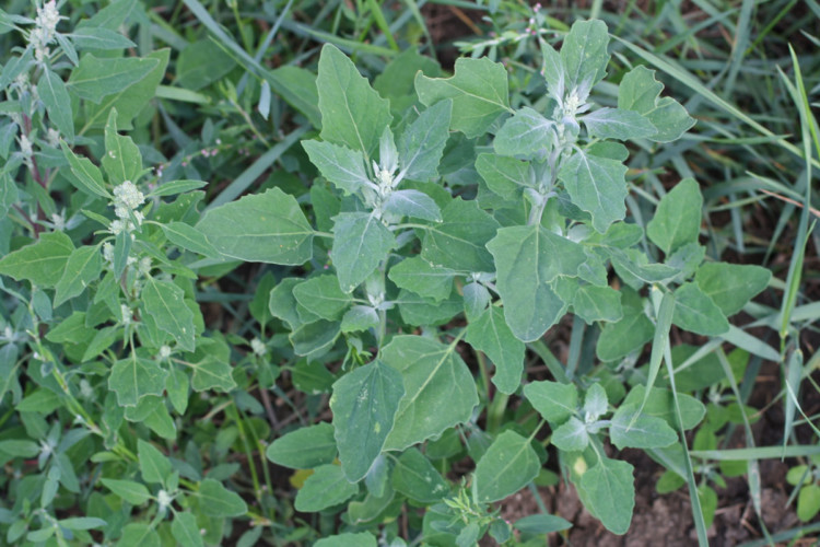 گیاه سلمه تره