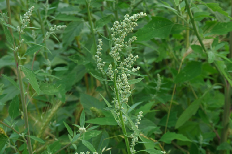 گیاه سلمه تره