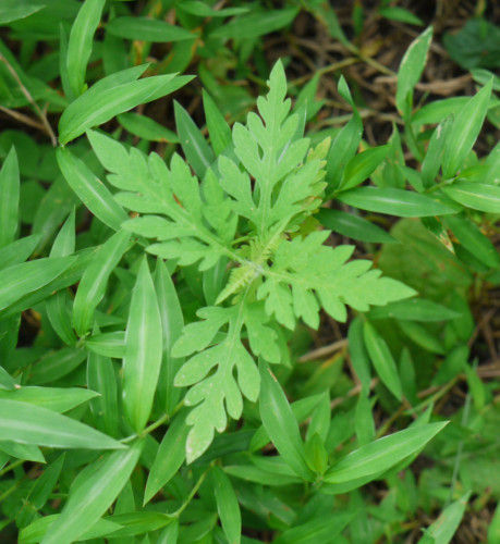 گیاه درمنه