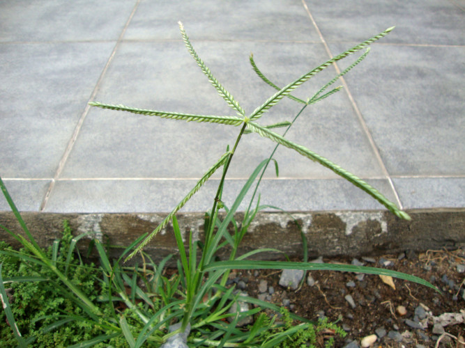 چمن پنجه مرغی