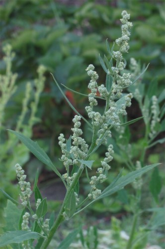 گیاه سلمه تره