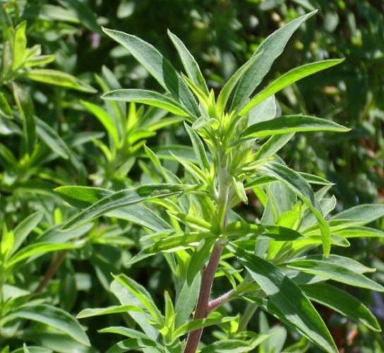 گیاه درمنه