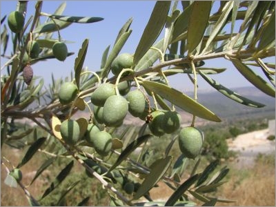 برگ و میوه درخت زیتون