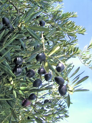 برگ و میوه درخت زیتون