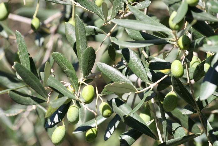 برگ و میوه درخت زیتون