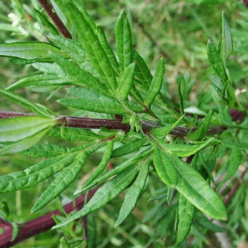 گیاه درمنه