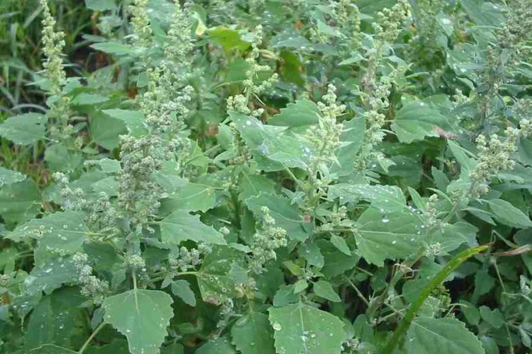 گیاه سلمه تره
