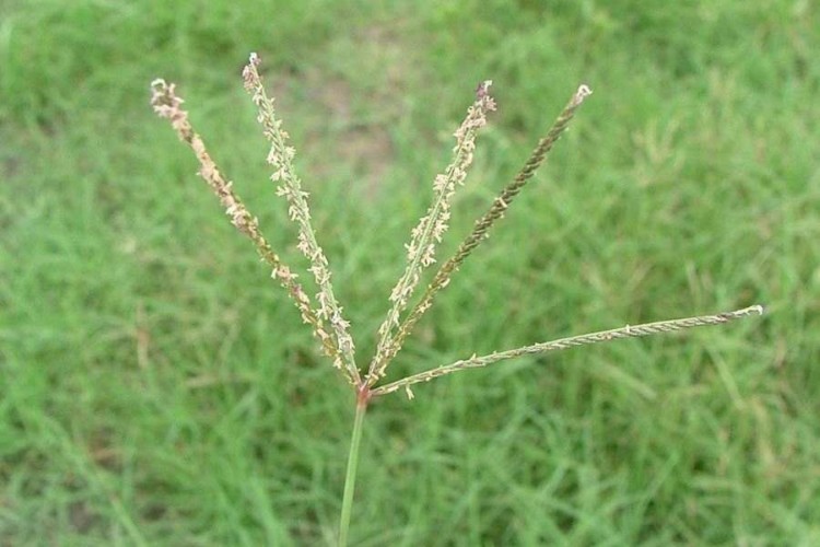 چمن پنجه مرغی