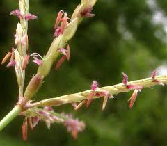 گل چمن پنجه مرغی