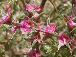 گل های علف شور