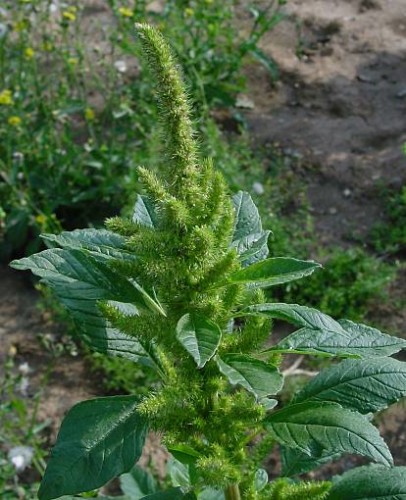 تاج خروس وحشی