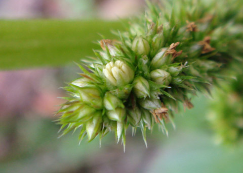 گل های تاج خروس وحشی