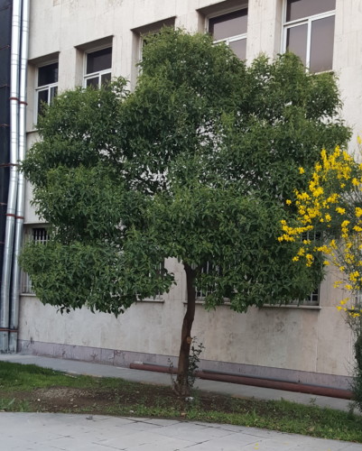 گیاه برگ نو- شبکه جامع آلرژی