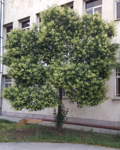 گیاه برگ نو- شبکه جامع آلرژی